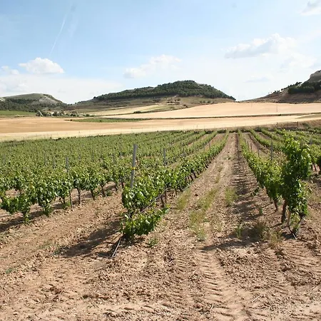Entrevinedos De Bodegas Marcos Semesterbostad *