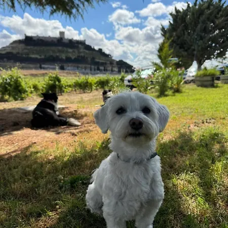 Сasa de vacaciones Casa Bodegas Marcos Peñafiel