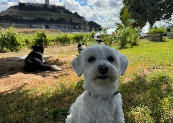 Сasa de vacaciones Casa Bodegas Marcos Peñafiel